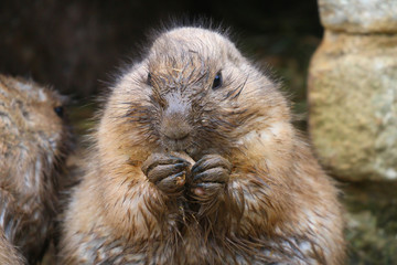Prairie Dog