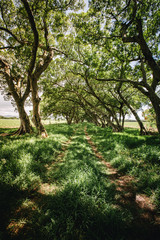 beautiful driveway trees, mauritius