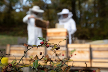 Imker beim kontrollieren der Bienen im Herbst