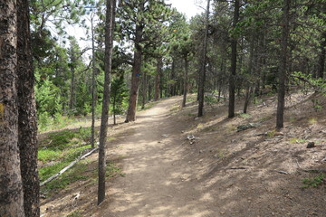 Fototapeta premium road in forest