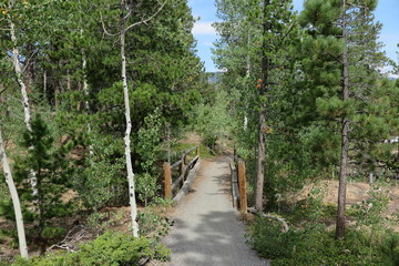 wooden bridge in the forest