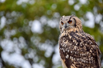 Bengal eagle owl