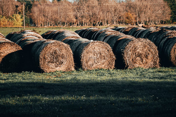 Harvested hay at the edge of the field on the farm in autumn
