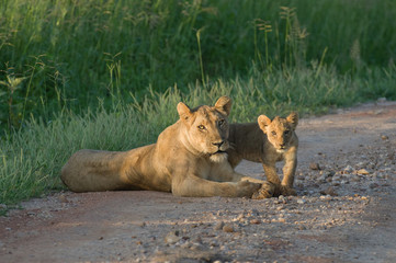 Löwenmutter mit Jungtier in Tansania 