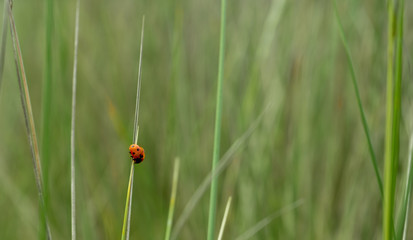 Obraz premium Ladybird Sunning Itself