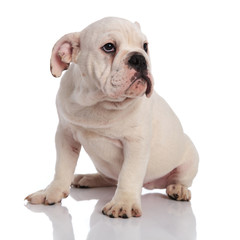 adorable white english bulldog sits and looks up to side