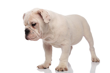 curious white english bulldog stands and looks down to side