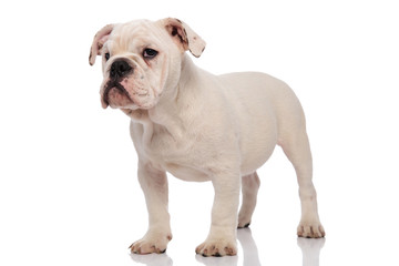 Obraz premium cute and bored english bulldog stands and looks to side