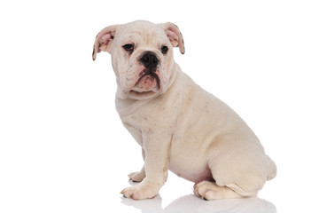 Fototapeta premium side view of curious white english bulldog sitting
