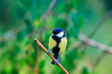 portrait of a little funny wet bird tit sitting on a branch during the cold rain in autumn Park