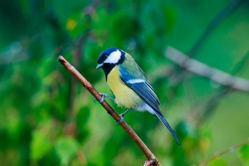 Fototapeta premium portrait of a little funny wet bird tit sitting on a branch during the cold rain in autumn Park