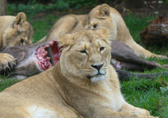 Lion