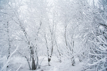 Winter trees in the snow