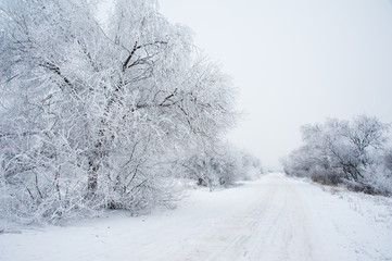Dirt road in the forest in winter
