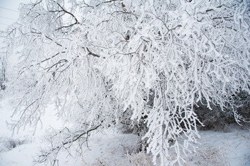 Winter trees in the snow