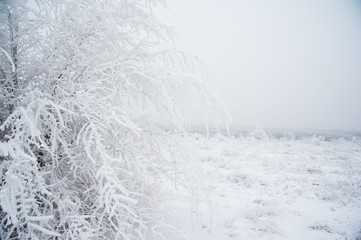 Winter trees in the snow