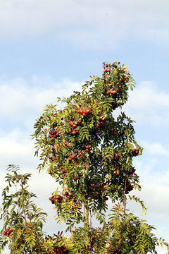 speierling, baum des jahres 1993