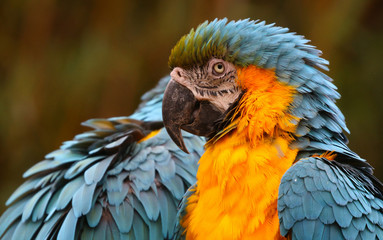 Blue and Yellow Macaws