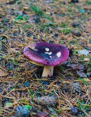 russula, delicious forest mushroom, suitable for cooking in boiled, fried and salted.