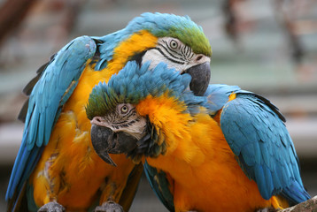 Blue and Yellow Macaws