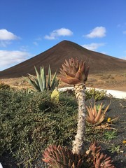 Cactus and volcano in Lanzarote, Canary islands, Spain © laura