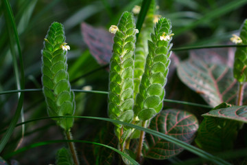 Close-up of tropical flowering green plants