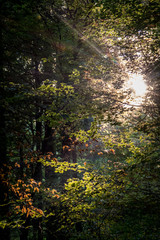 Fototapeta premium Sonnenstrahlen im Wald