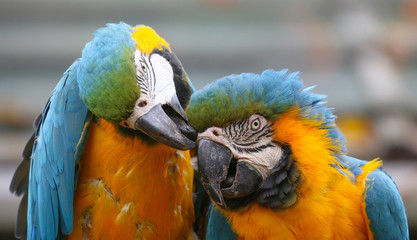 Blue and Yellow Macaws