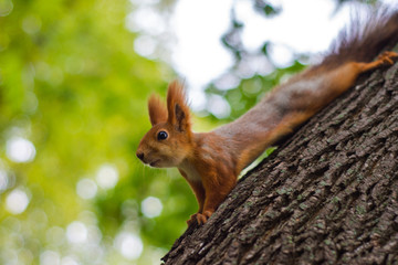 Naklejka na ściany i meble Squirrel chews food in the Park