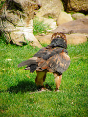 Aigle 