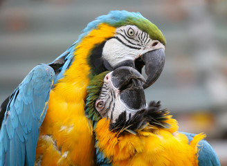 Blue and Yellow Macaws