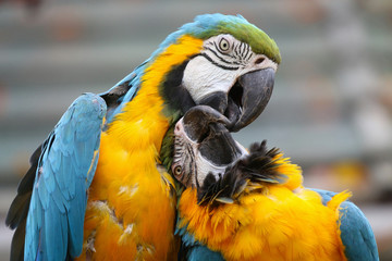 Blue and Yellow Macaws
