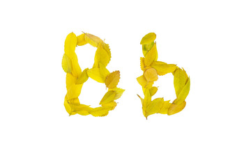 letter B b, small and large, of small yellow leaves, on a white background, isolates	