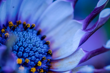 Étamines de marguerites