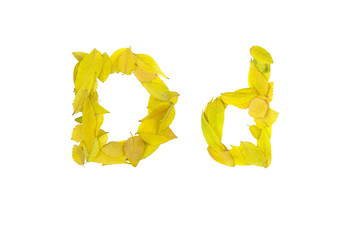 letter D d, small and large, of small yellow leaves, on a white background, isolates	