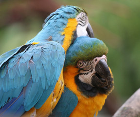Blue and Yellow Macaws