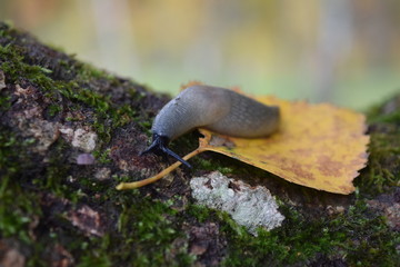 Snail crawling on a tree.