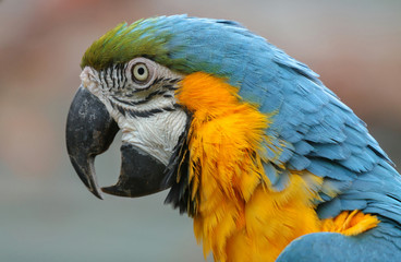 Blue and Yellow Macaw portrait