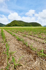 Fototapeta na wymiar Sugar Cane fieds, Mauritius
