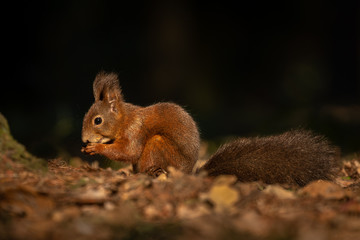 Cute squirrel in morning light. Amazing small and cute animal. Very fast, jumping from one tree to another. Eating seeds and nuts. Red, orange or brown furry rodent. Natural cutie, lovely animal.