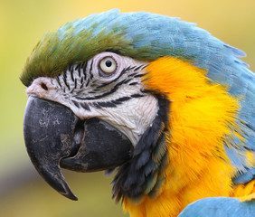Blue and Yellow Macaw portrait
