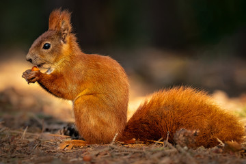 Cute squirrel in morning light. Amazing small and cute animal. Very fast, jumping from one tree to another. Eating seeds and nuts. Red, orange or brown furry rodent. Natural cutie, lovely animal.