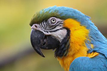 Blue and Yellow Macaw portrait