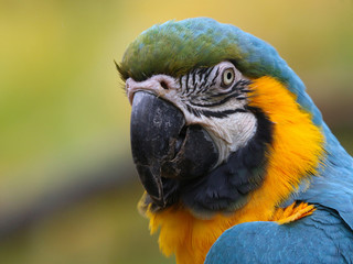 Blue and Yellow Macaw portrait