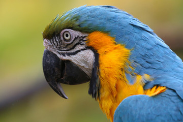 Blue and Yellow Macaw portrait