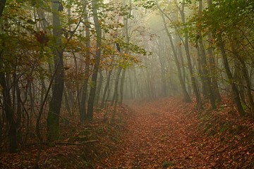 Obraz premium Forest path in mist