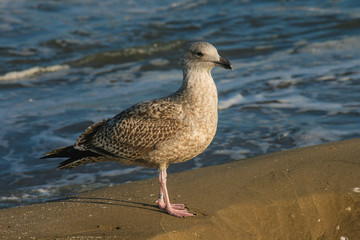 Möwe am Strand der Nordsee in der Sonne