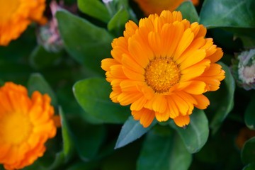 orange flower