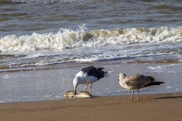 zwei Möwen am Strand der Nordsee mit einem toten Fisch