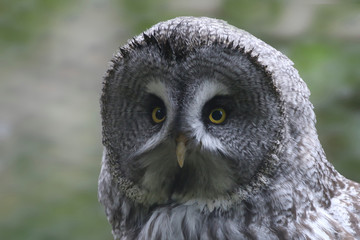 Great Grey Owl